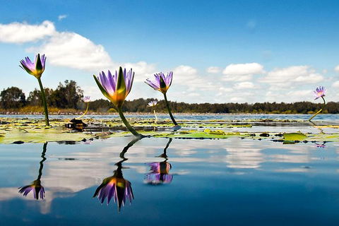 Everglades Eco Safari To Australia\'s Everglades - Accommodation Tasmania 11