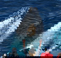 Whale Watching Tour in Gold Coast - Accommodation Tasmania