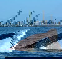 Gold Coast Airport to and from Byron Bay NSW for up-to 7 ppl - Accommodation Tasmania