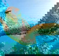 Guided Snorkel with Fish Tour at Cook Island Aquatic Reserve - Accommodation Tasmania