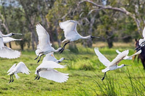 Reef, Wildlife & Rainforest - Reef & Beyond Guided Holidays - Accommodation Tasmania 1