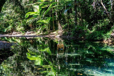 Port Douglas Daintree National Park Boutique Full-Day Tour - Accommodation Tasmania 4