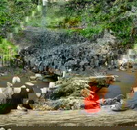 Private Half-Day Springbrook National Park Eco Tour - Up to 6 people - Accommodation Tasmania
