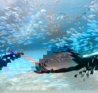 Exciting Gold Coast Diving Excursions - Accommodation Tasmania