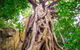 Mossman Gorge Adventure Day - thumb 5