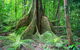 Mossman Gorge Adventure Day - thumb 1