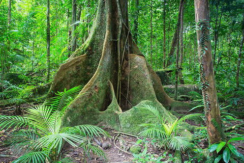 Mossman Gorge Adventure Day - Accommodation Tasmania 1