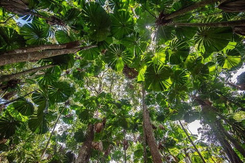 5 Day Australia Retreat: Queensland Daintree - Accommodation Tasmania 4