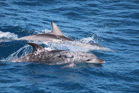 Sandy Straits Scenic & Wildlife Cruise - Accommodation Tasmania 1