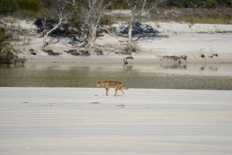 Sandy Straits Scenic & Wildlife Cruise - Accommodation Tasmania 10