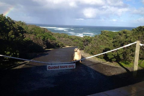 Kangaroo Island 4WD - Seal Bay - Accommodation Tasmania 1