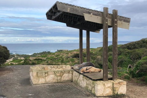 Kangaroo Island 4WD - Seal Bay - Accommodation Tasmania 3