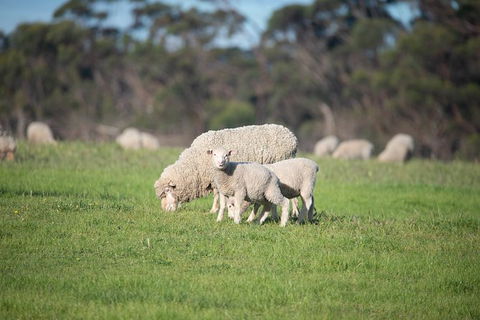 Fine Flavours - Full Day Kangaroo Island Food & Wine Tour - Accommodation Tasmania 9