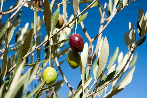 Fine Flavours - Full Day Kangaroo Island Food & Wine Tour - Accommodation Tasmania 3