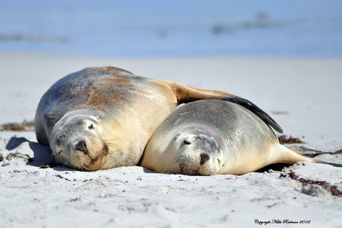 NEW TOUR - Kangaroo Island Road To Recovery Tour (1 Day/1 Night) - Accommodation Tasmania 3