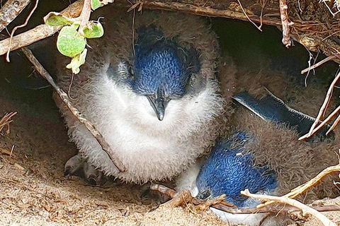 Bruny Island Day Tour, Includes Lunch And Exclusive Lighthouse Tour - Accommodation Tasmania 1