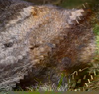 Cradle Mountain Wildlife Spotting after Dark - Accommodation Tasmania