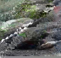 After Dark Tasmanian Devil Feeding Tour at Cradle Mountain - Accommodation Tasmania