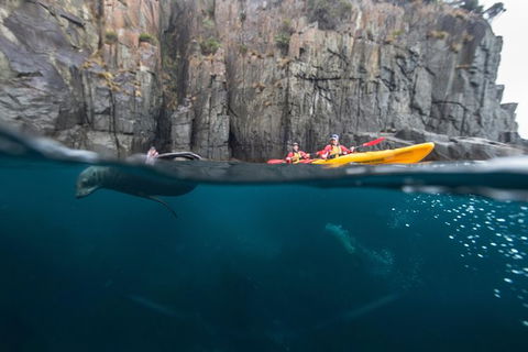 Tasman Peninsula Full Day Kayaking Tour - Accommodation Tasmania 0