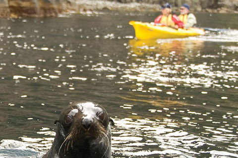 Tasman Peninsula Full Day Kayaking Tour - Accommodation Tasmania 1