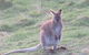 Maria Island And East Coast Five Day Cruise - thumb 7