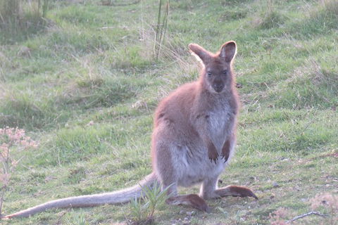 Maria Island And East Coast Five Day Cruise - Accommodation Tasmania 7