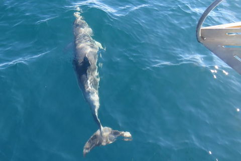 Maria Island And East Coast Five Day Cruise - Accommodation Tasmania 4
