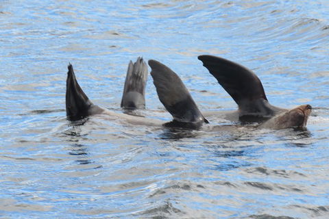Maria Island And East Coast Five Day Cruise - Accommodation Tasmania 3