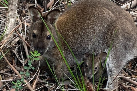 Wineglass Bay Beach Hike - Accommodation Tasmania 19