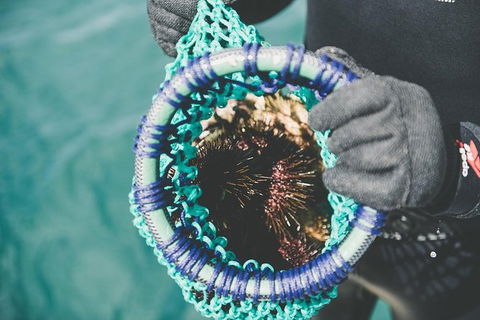 Deep-to-Dish: Tasmanian Seafood Experience - Morning Tour - Accommodation Tasmania 6