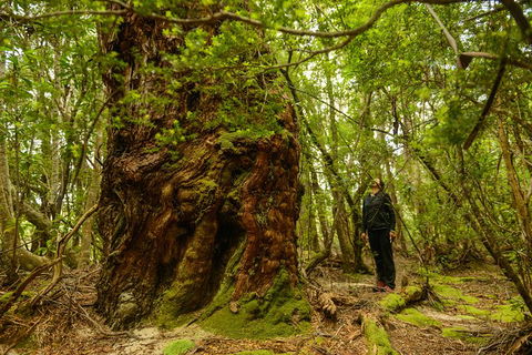 3-Day Southwest National Park Wilderness Camping Tour - Accommodation Tasmania 4