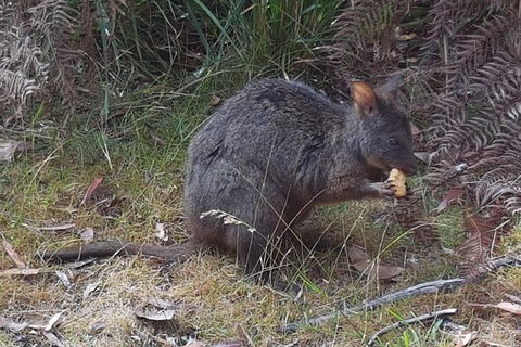 Cruise Ship Excursion: NW Tassie Coastal Explorer - Accommodation Tasmania 5