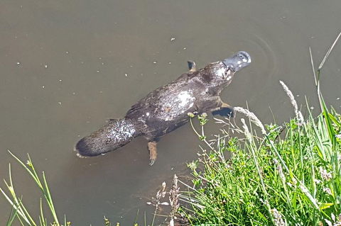 Cruise Ship Excursion: NW Tassie Coastal Explorer - Accommodation Tasmania 0