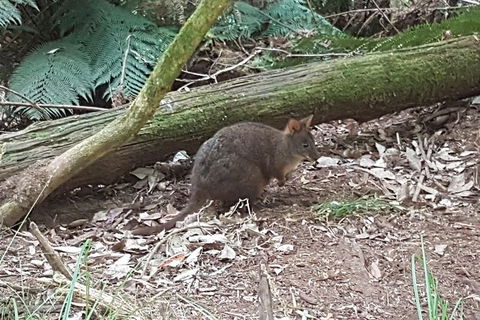 Cruise Ship Excursion: NW Tassie Coastal Explorer - Accommodation Tasmania 1