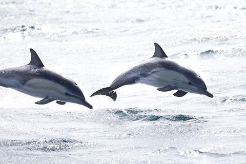 Highlights Of Tasmania Premium Small Group 7 Days Touring Package - Accommodation Tasmania 1