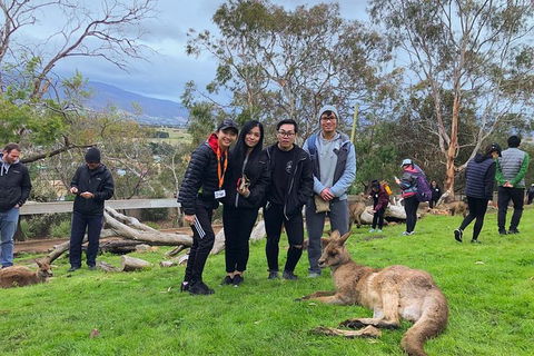 Bonorong Wildlife Volunteer Tour - Accommodation Tasmania 1