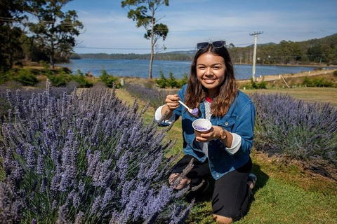 Discover Hobart: Port Arthur And Lavender Farm 1 Day Tour - Accommodation Tasmania 2