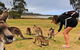 2-Day Tas East Coast Escape Tour Including Bay Of Fires, Wineglass Bay & Devils - thumb 7