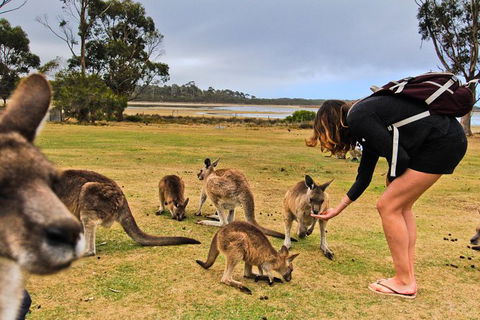 2-Day Tas East Coast Escape Tour Including Bay Of Fires, Wineglass Bay & Devils - Accommodation Tasmania 7