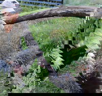 1-Hour Tasmanian Devil Feeding Day Tour at Cradle Mountain - Accommodation Tasmania