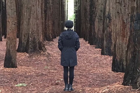 Private Aqueduct To California Redwoods Hiking Tour - Accommodation Tasmania 1