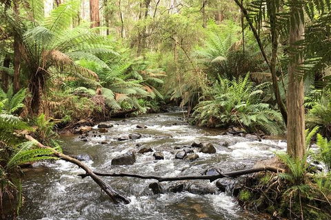 Private Aqueduct To California Redwoods Hiking Tour - Accommodation Tasmania 3