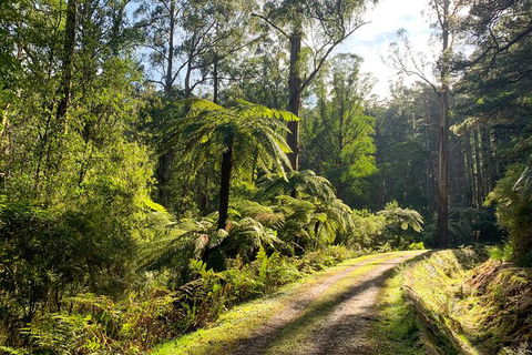 Private Aqueduct To California Redwoods Hiking Tour - Accommodation Tasmania 0