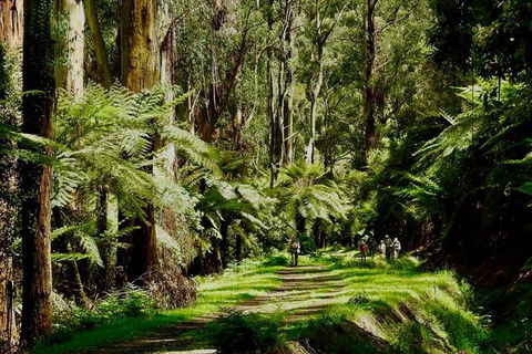 Private Aqueduct To California Redwoods Hiking Tour - Accommodation Tasmania 2