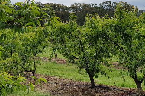 Yarra Valley Wineries And Rayners Orchard Tour From Melbourne - Accommodation Tasmania 27