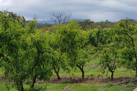 Yarra Valley Wineries And Rayners Orchard Tour From Melbourne - Accommodation Tasmania 16