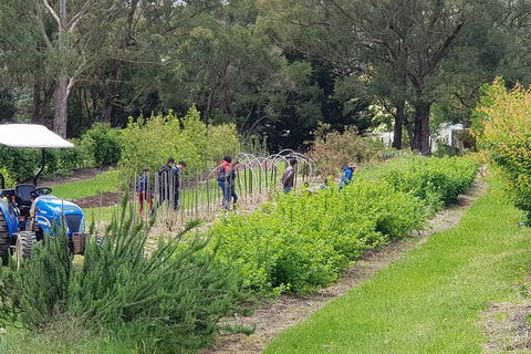 Yarra Valley Wineries And Rayners Orchard Tour From Melbourne - Accommodation Tasmania 3