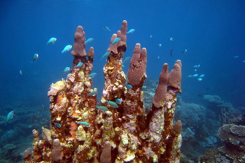 Coral Bay 3-Hour Turtle Ecotour - Accommodation Tasmania 1