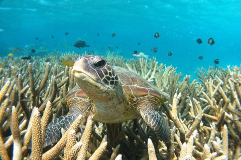 Coral Bay 3-Hour Turtle Ecotour - Accommodation Tasmania 0