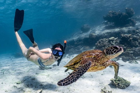 Coral Bay 3-Hour Turtle Ecotour - Accommodation Tasmania 3